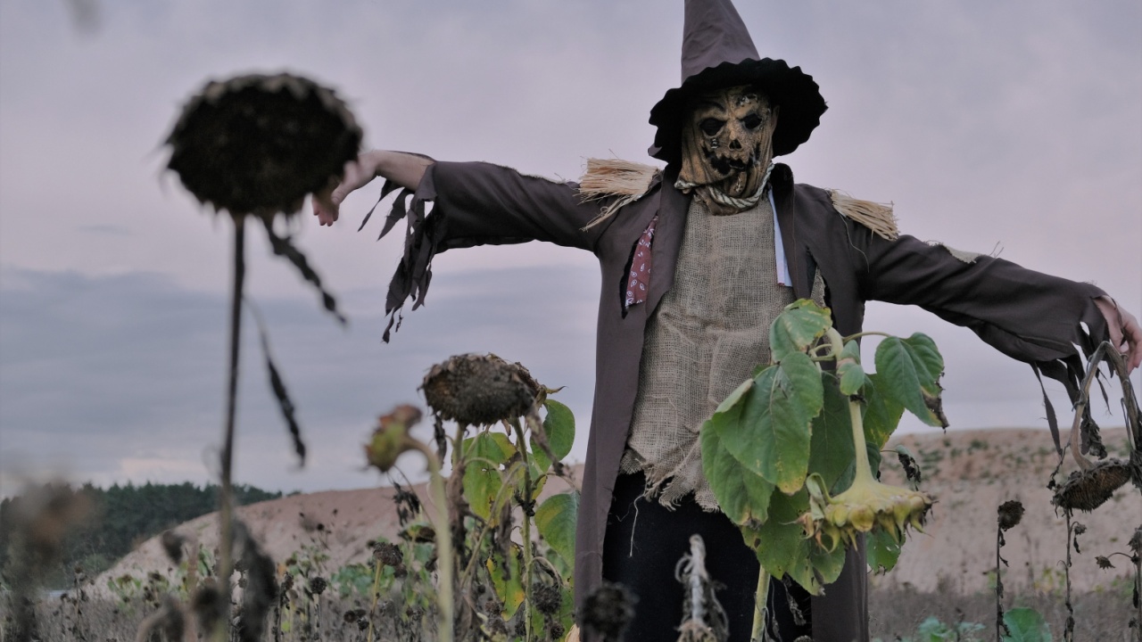 Halloween celebration. Spooky scarecrow in a field with dried sunflowers on a dark cloudy sky background. scarecrow costume.Autumn carnival in october.Halloween holiday. Creepy scarecrow