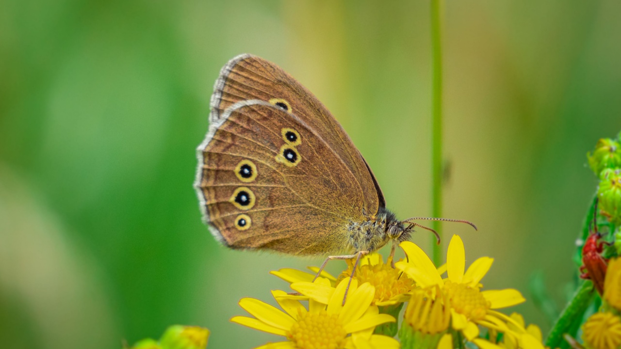 Close up photo of a Ringlet Butterfly sitting on a yellow flower.