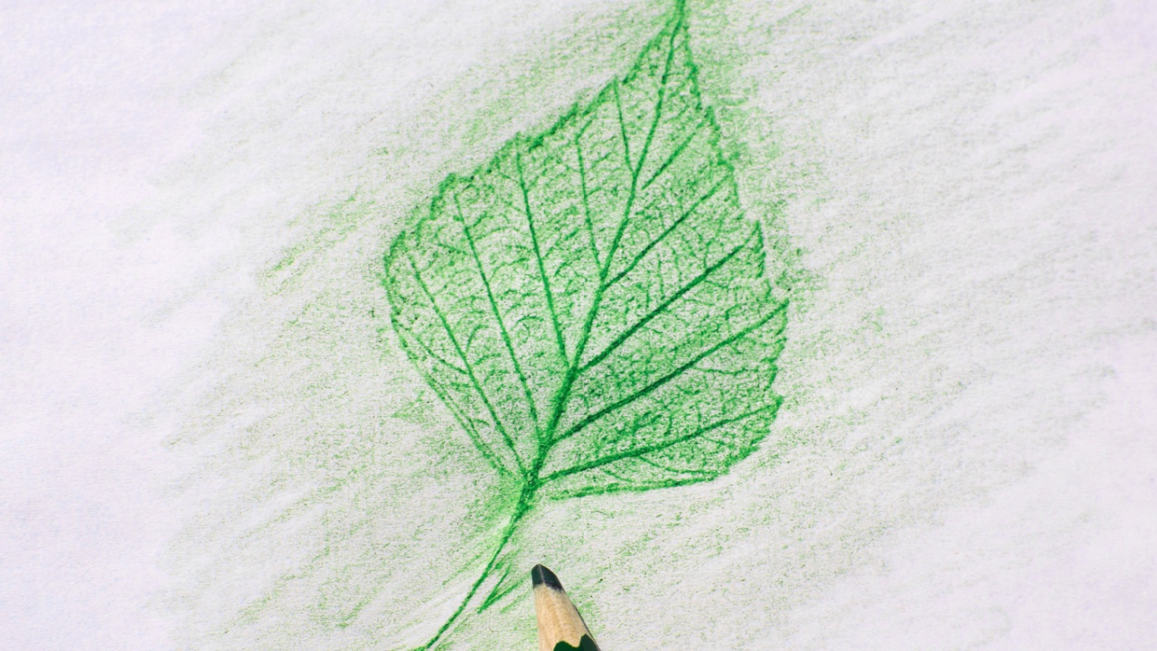 Green pencil rubbing a leaf of birch on a white background.