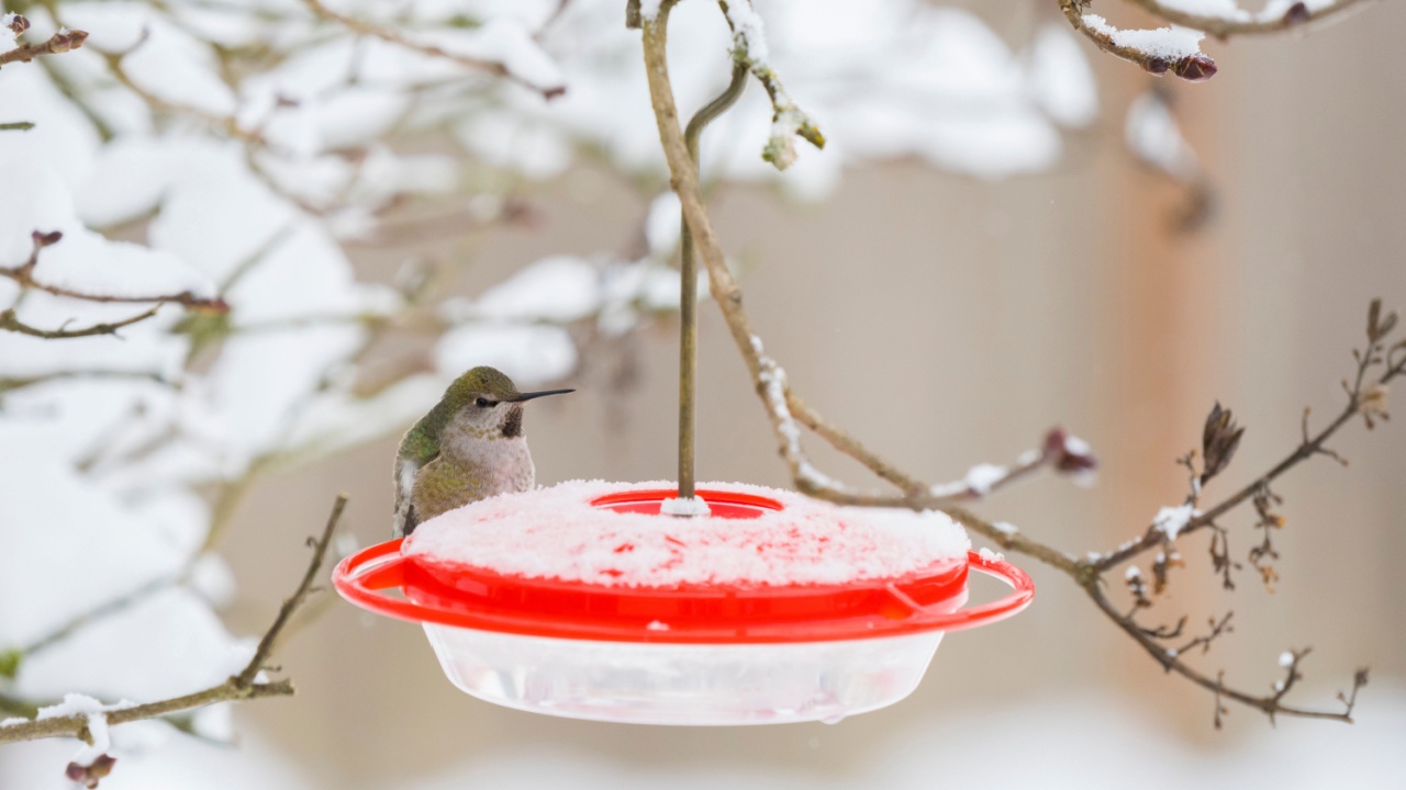 USA, Washington State. Anna's Hummingbird (Calypte anna) female at feeder in winter. Kirkland.