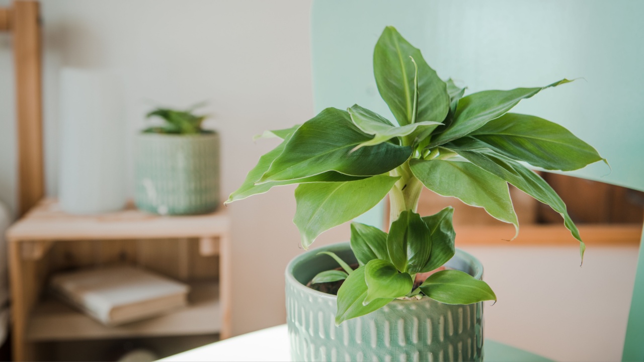 Musa tropicana, dwarf cavendish banana plant, new green shoots, indoor