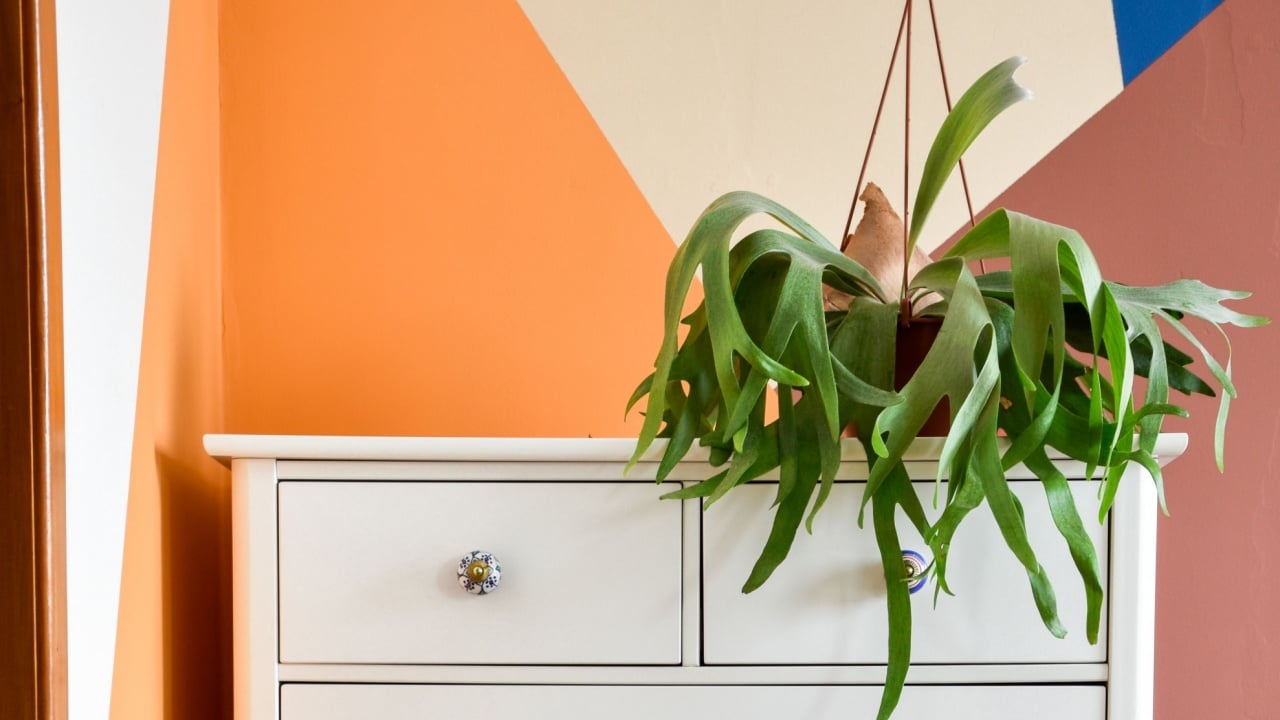 A white dresser in front of a wall painted in geometric shapes. There is a elkhorn fern (Platycerium bifurcatum)
