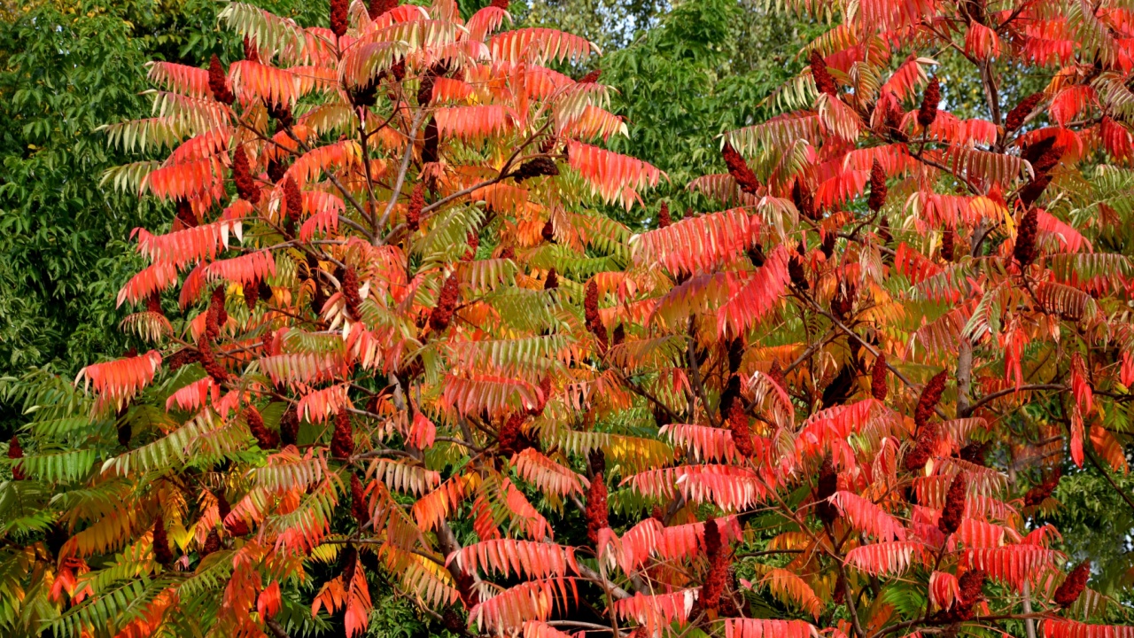 Sumac in autumn, when its pinnate leaves are bright yellow, orange to red.