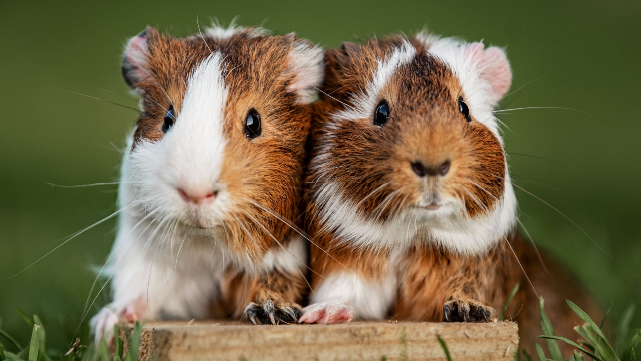 Two lovely guinea pigs on the lawn in summer