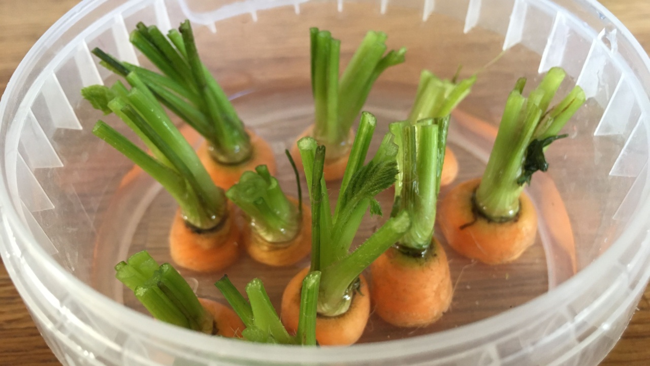 Selective focused photo of carrot tops in water in plastic container concept of propagating vegetable indoor easy way with just water