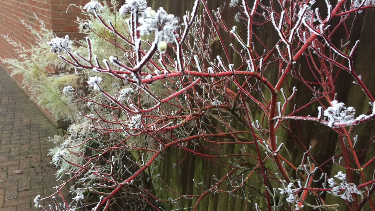 Doddington, March, Cambridgeshire, UK December 2020. Frost on the Red Osier Dogwood on a cold foggy morning in the Fens.