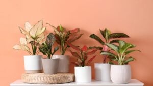Different houseplants on table near orange coral wall