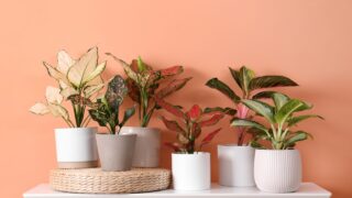 Different houseplants on table near orange coral wall