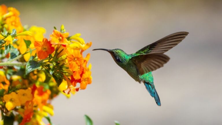 Colorful Hummingbird in Costa Rica, Central America