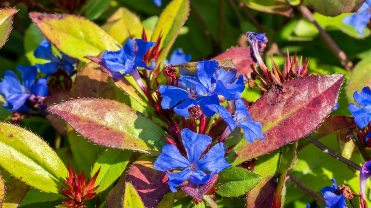 Ceratostigma plumbaginoides a summer autumn flower plant commonly known as blue flowered leadwort