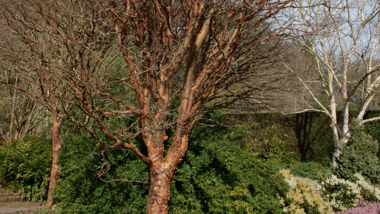 Bare Winter Branches and Distinctive Peeling Bark on the Trunk of a Paperback Maple Tree (Acer griseum) Growing in a Herbaceous Border Surrounded by Heather in a Garden in Rural Devon, England, UK
