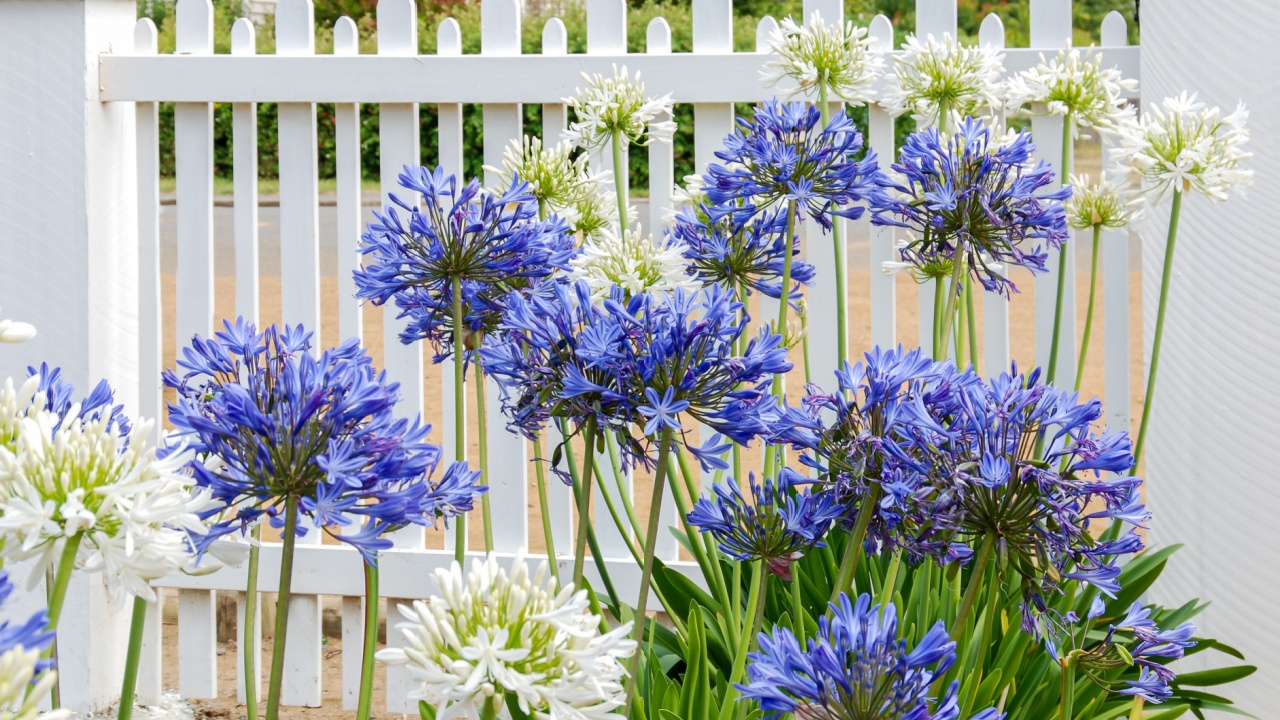 Blue and white Agapanthus flowers in front of a white fence of a front yard.
