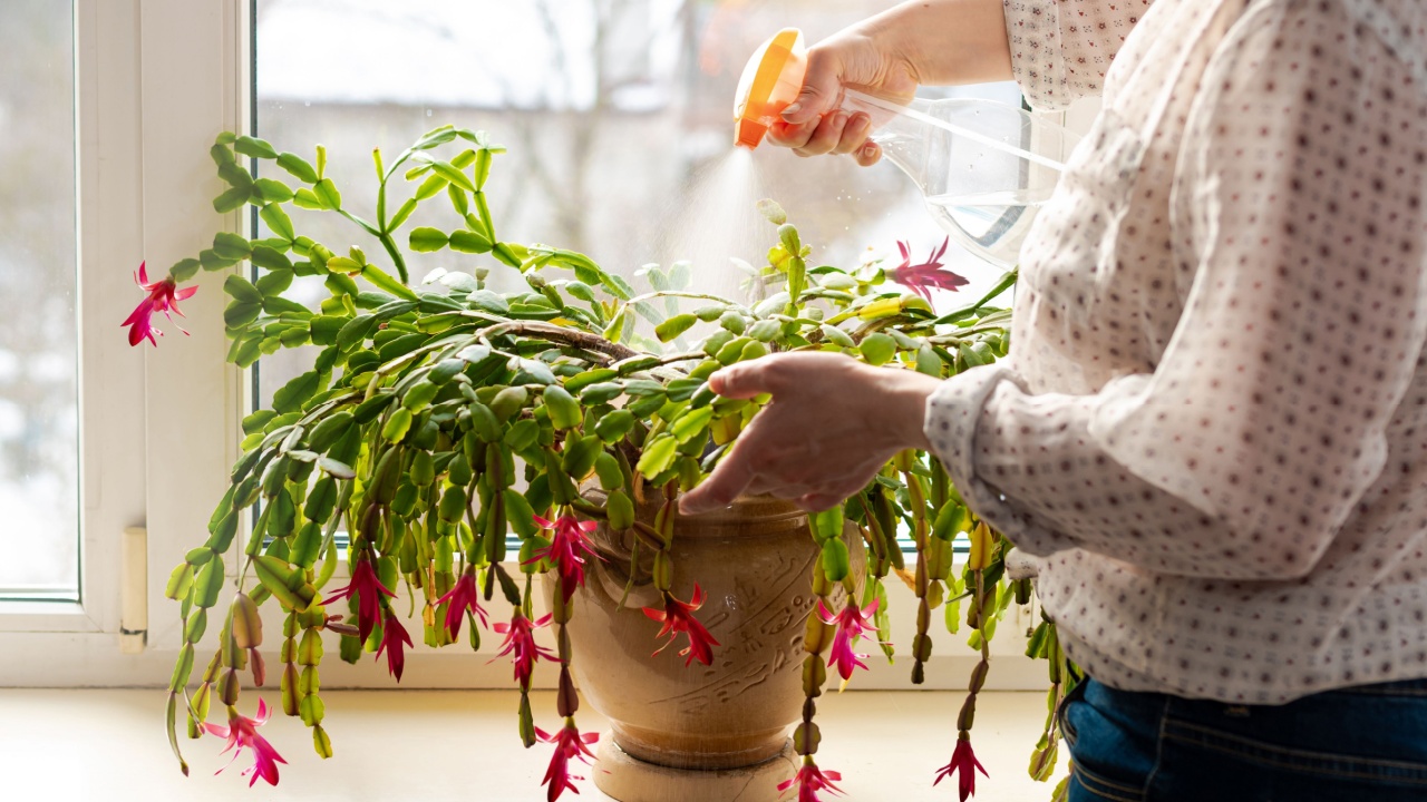 Woman spraying with water green leaves of succulent Thanksgiving Cactus, Christmas cacti. Indoor potted fresh plants on the windowsill in the sunlight.