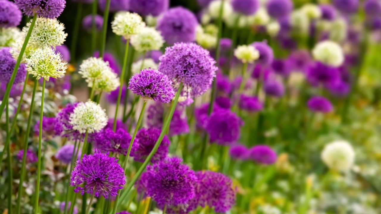 Allium or Giant onion is a beautiful flowering garden plant with small globes of intense white and purple umbels at Springtime. Colorful flower background in a Park in Germany, close up