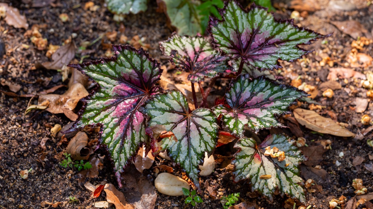 Close-up Begonia Rex plant leaves, beautifully patterned, moistened with water, planted in the soil in front of the house.