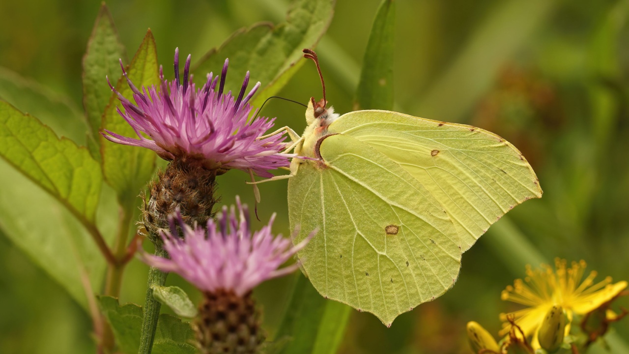 Lateral closeup of a Brimstone butterfly, Gonepteryx rhamni on purple flowers of the Brown knapweed, Centaurea jacea