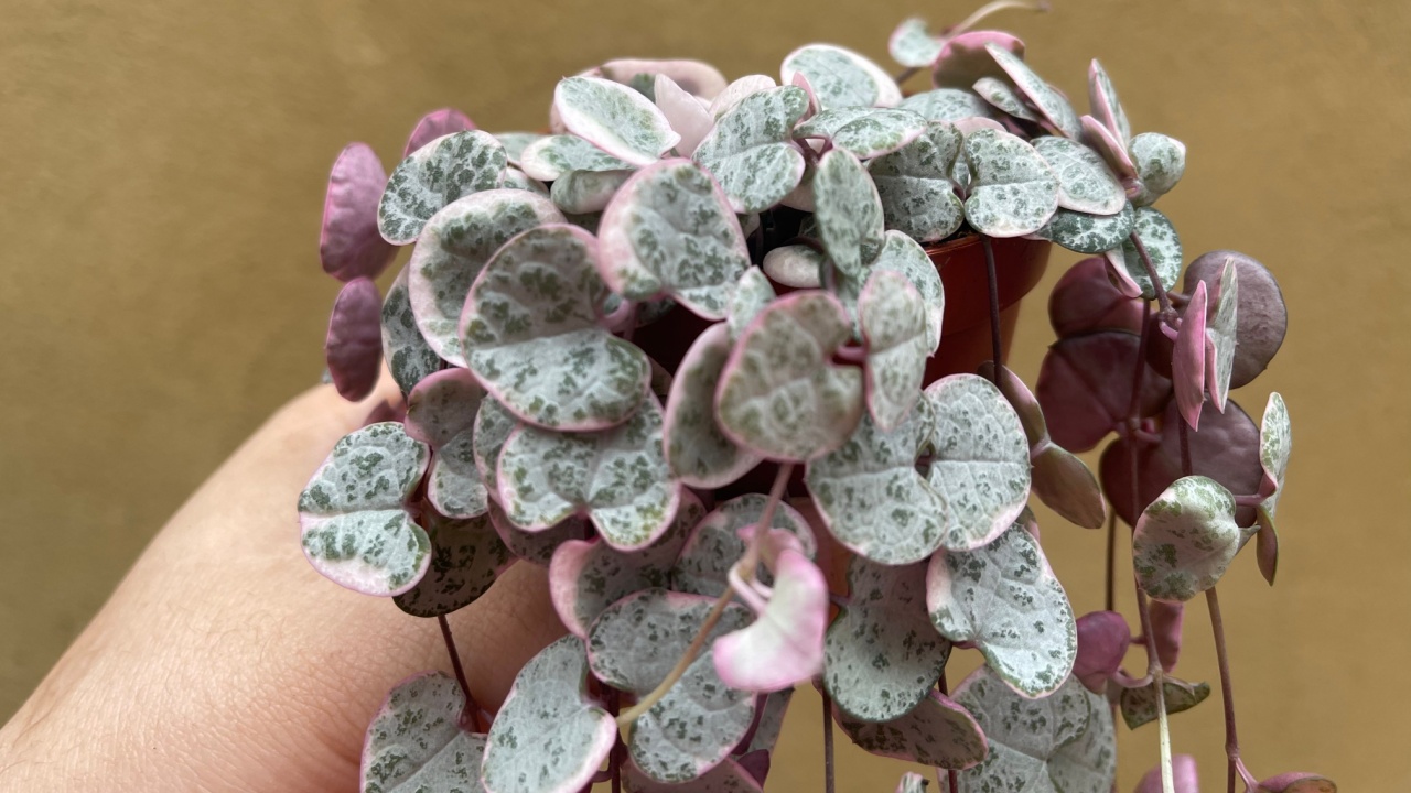 variegated string of hearts Ceropegia Woodii variegata
