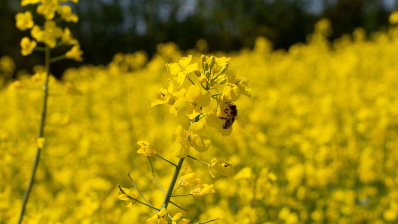 rapeseed in the spring 