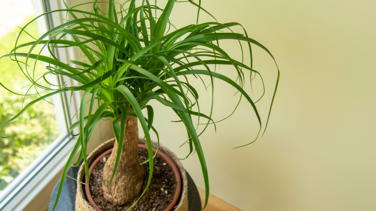 The Beaucarnea Recurvata, also known as Ponytail Palm, or Nolina is a houseplant with a swollen thick brown stem and the long narrow curly, green leaves flow up from this base.