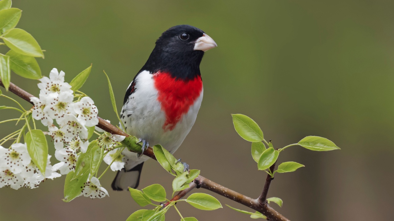 Male Rose-breasted Grosbeak in breeding plumage, Michigan.