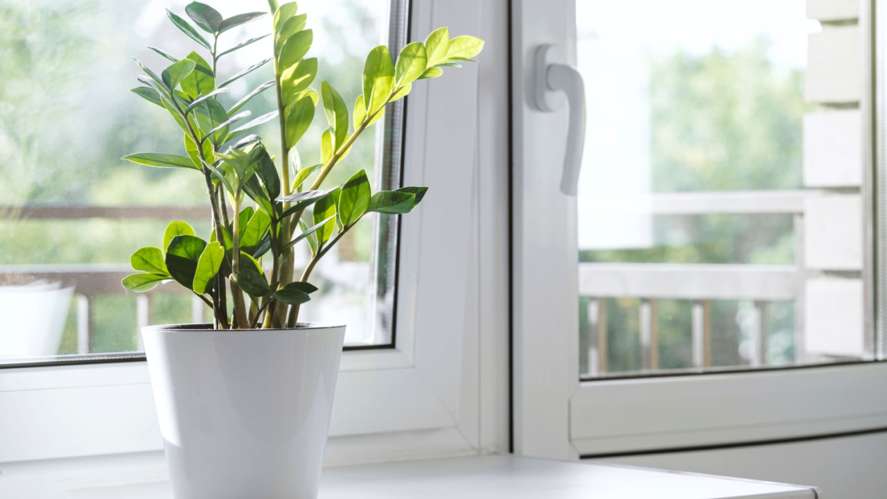 Zamioculcas Zamiifolia or ZZ Plant in white flower pot stand on the windowsill. Home plants care concept. Interior of a modern scandinavian style apartment