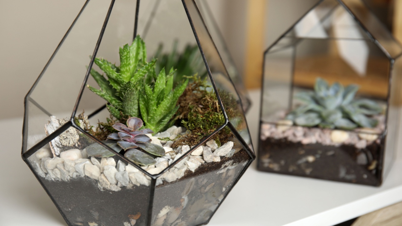 Glass florarium vases with succulents on white table, closeup