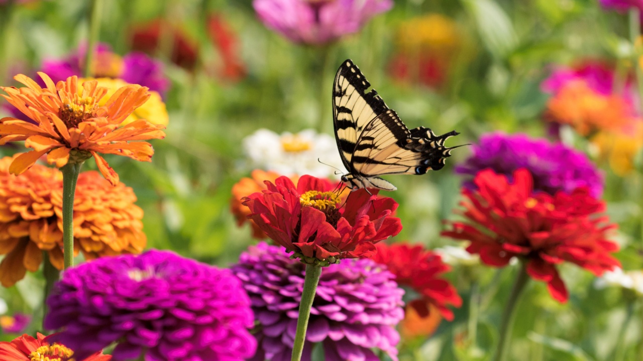 Tiger Swallowtail on Richly Saturated Colorful Flowers