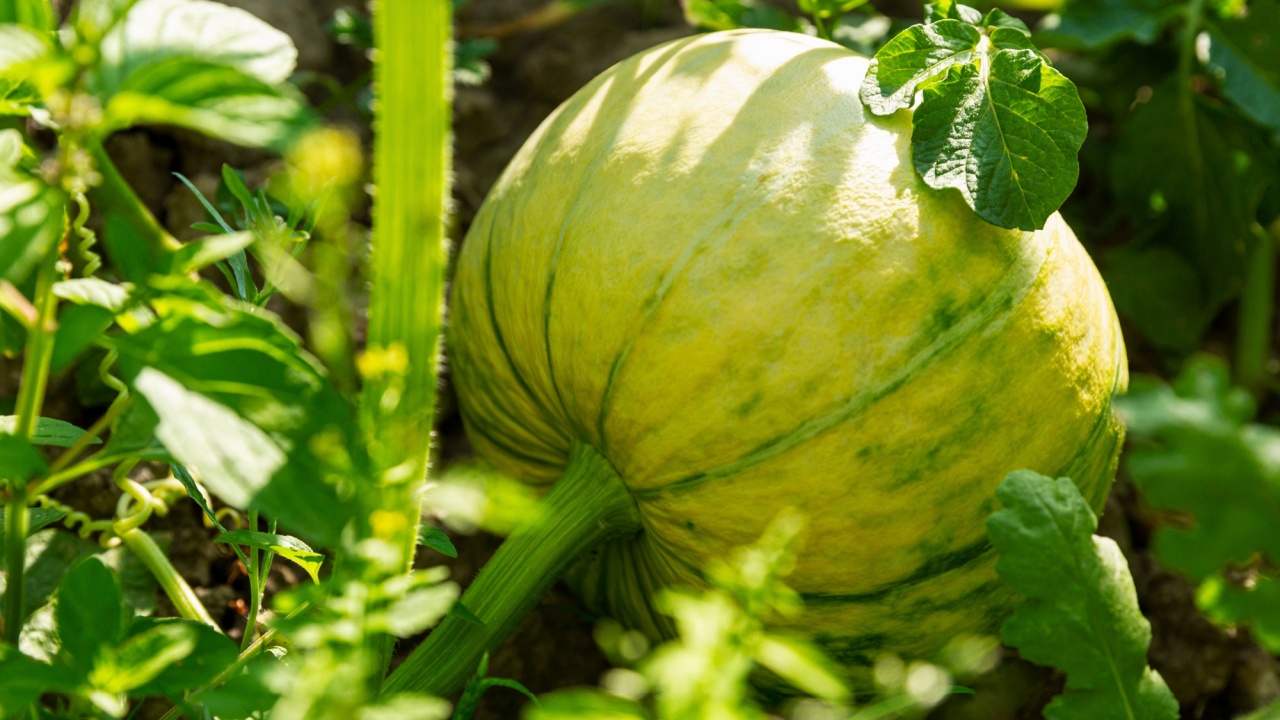 Unripe green pumpkin in the garden on a sunny day. New harvest. Close-up.