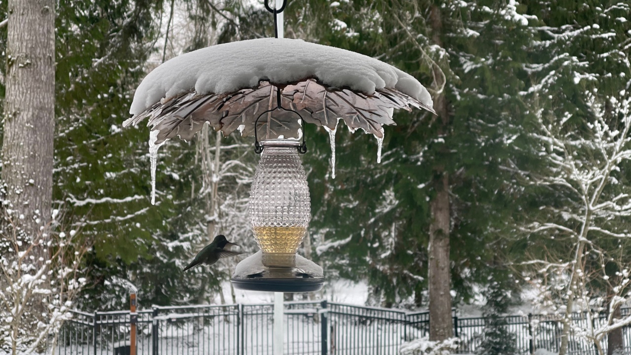 Hummindbird Feeder With Snow Icecyles