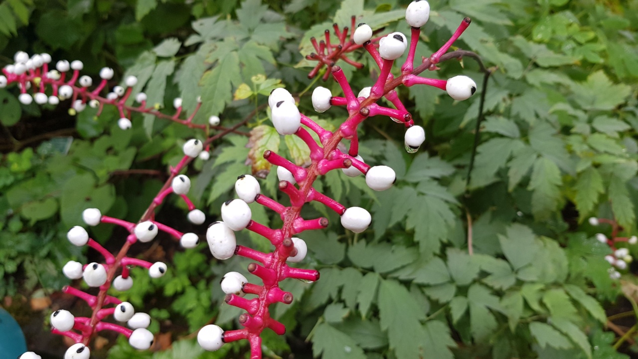 Actaea pachypoda, the white baneberry or doll's-eyes, is a species of flowering plant in the genus Actaea, of the family Ranunculaceae.