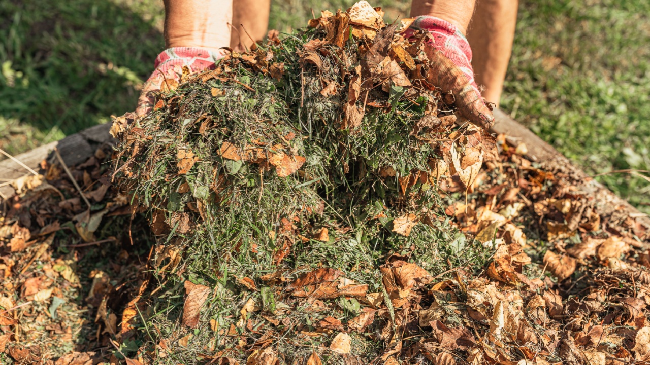 Shredded grass and dry fallen leaves of trees are used for mulching beds. Man's hands shovel grass cuttings and fallen leaves into compost heap in his backyard