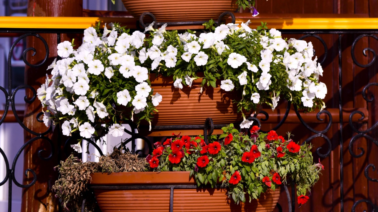 A beautiful tiered design filled with blooming petunias in plastic vases. Fragrant and colorful, densely growing plants are a wonderful living decoration. Purple, red and white flowers.