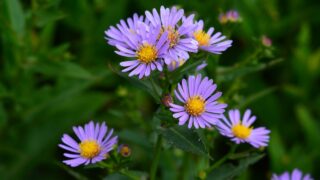 Alpine aster (Aster alpinus)