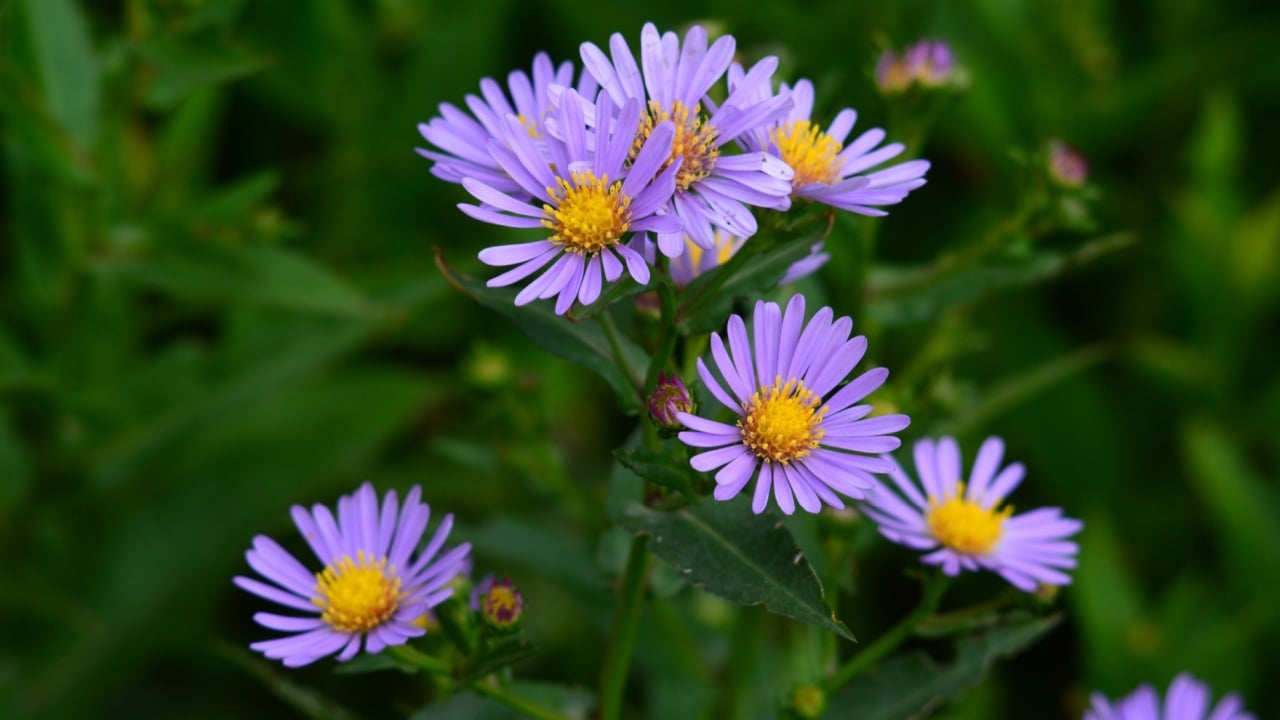 Alpine aster (Aster alpinus)