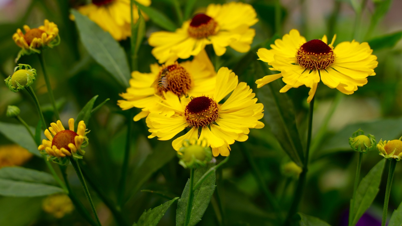Yellow flowers of common sneezeweed blooming in summer.Helenium autumnale is a North American species of flowering plants in the sunflower family. Common name is common sneezeweed.