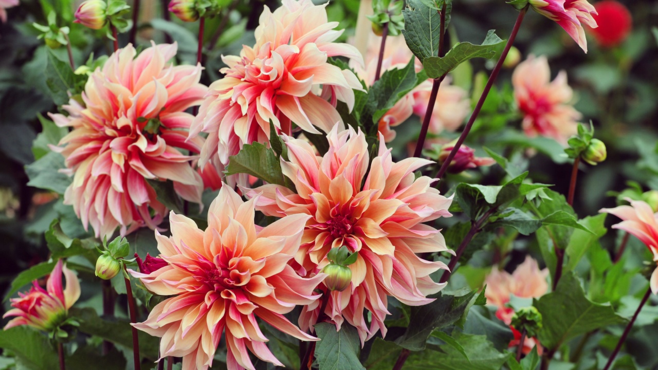 Giant Decorative Dahlia 'labyrinth' in flower
