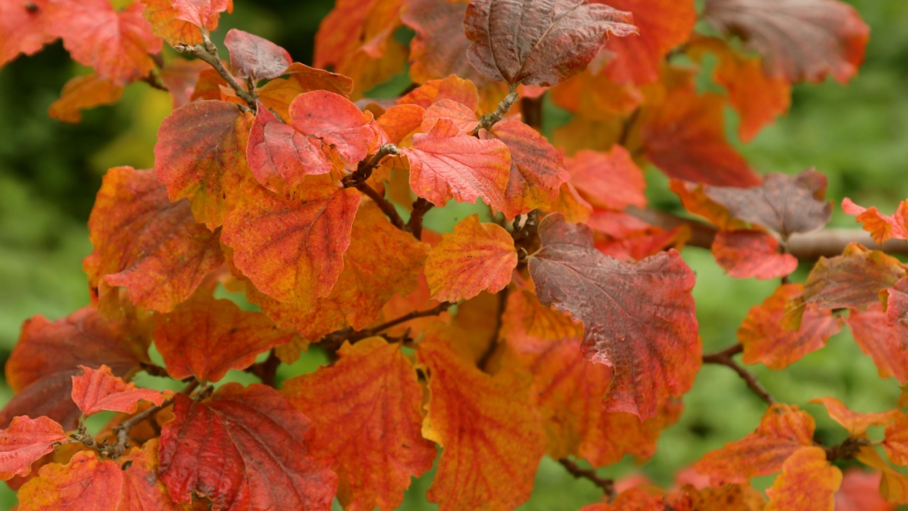 Large witch alder or mountain witch alder (Fothergilla major) with bright red, shiny leaves in the autumn garden.