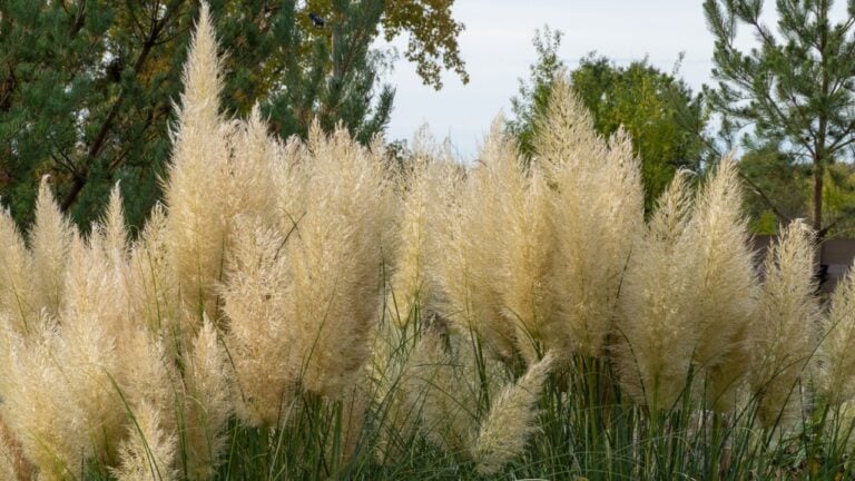 Miscanthus grass, ears of grass