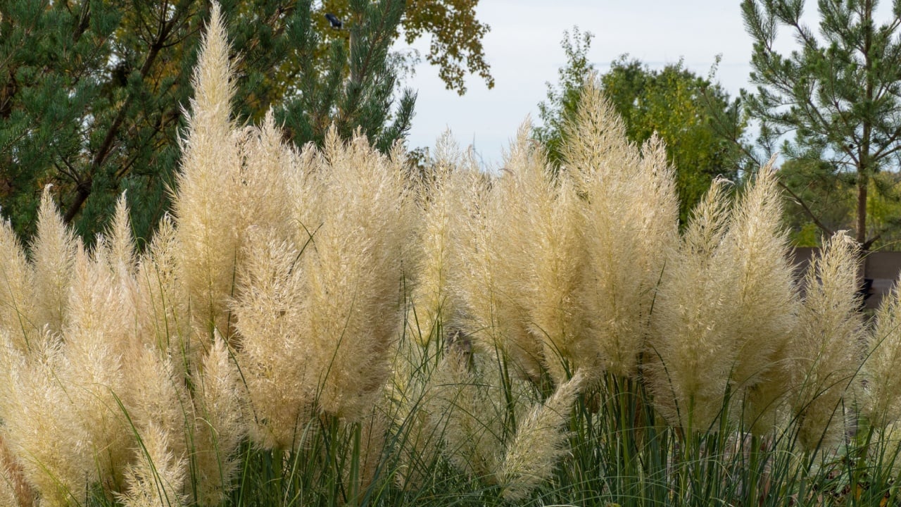 Miscanthus grass, ears of grass