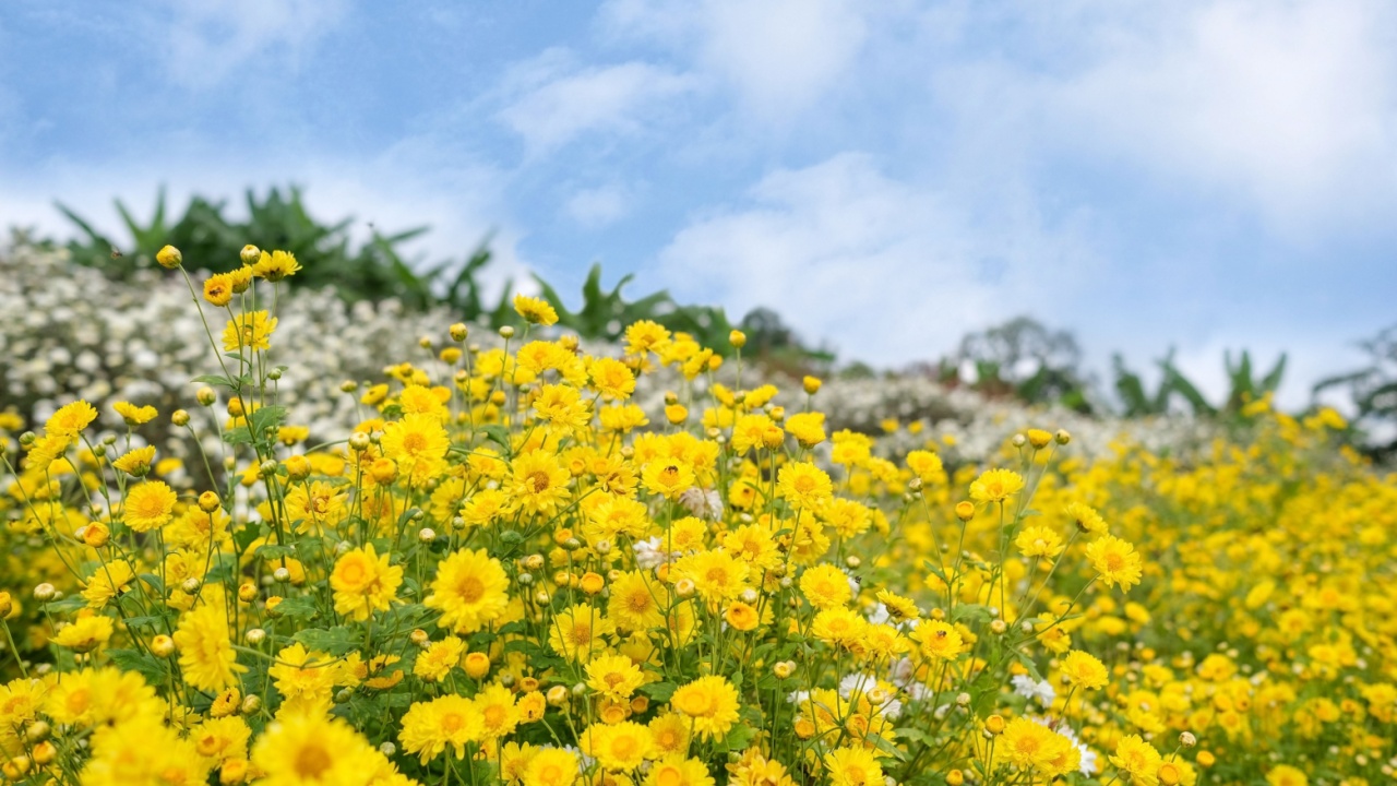 Yellow and white blooming chrysanthemum with blue sky background.Fields of beautiful flowers at Chiangmai, north of Thailand.
