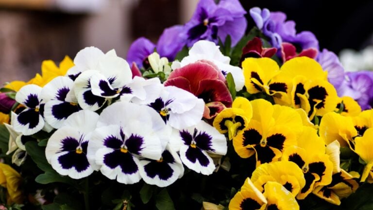 A closeup of beautiful colorful pansy flowers in a bouquet on a blurry backgroun