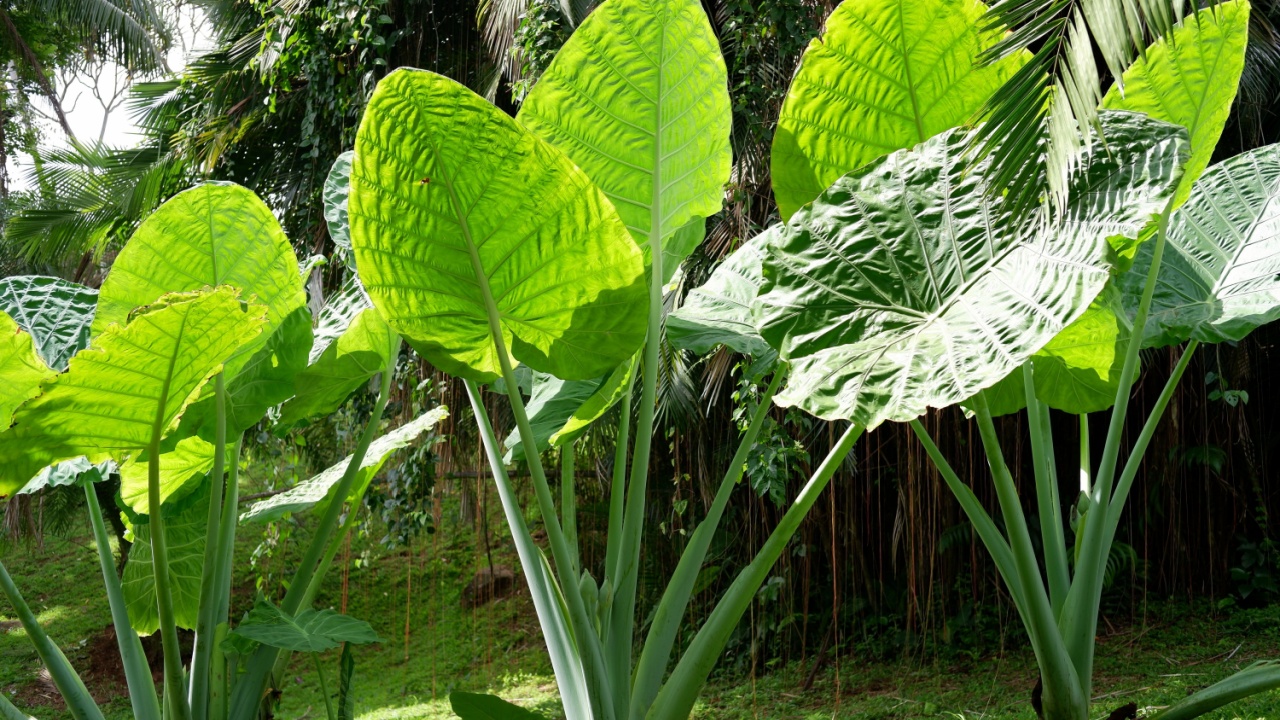 Alocasia odora also called night-scented lily, Asian taro or giant upright elephant ear is a flowering plant native to East and Southeast Asia