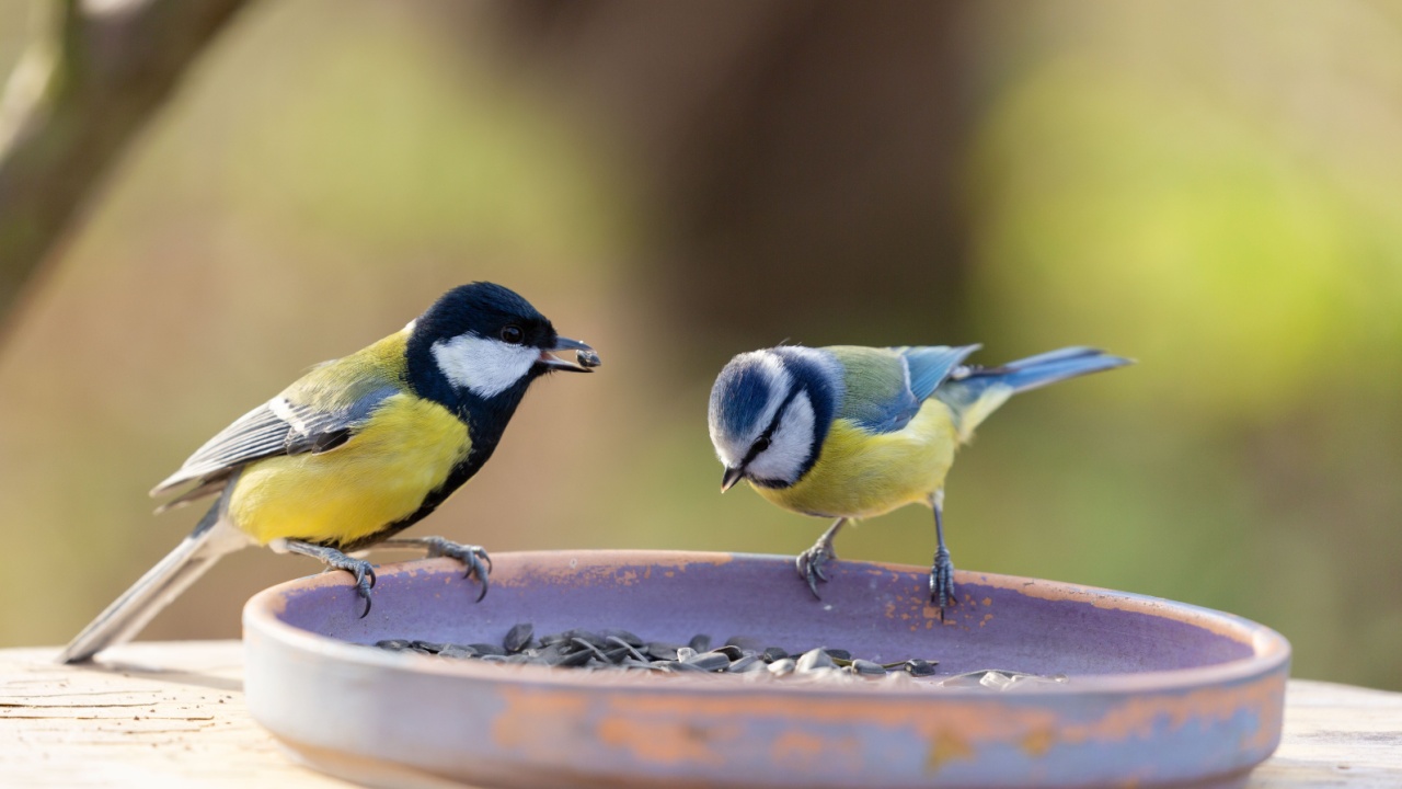 Little songbirds perching on a bird feeder. Great Tit and blue tit 