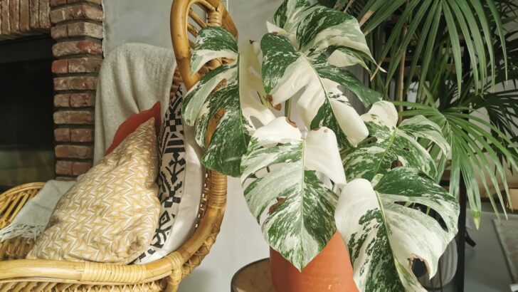 20 Fun and Unique Indoor Plants to Add to Your Collection