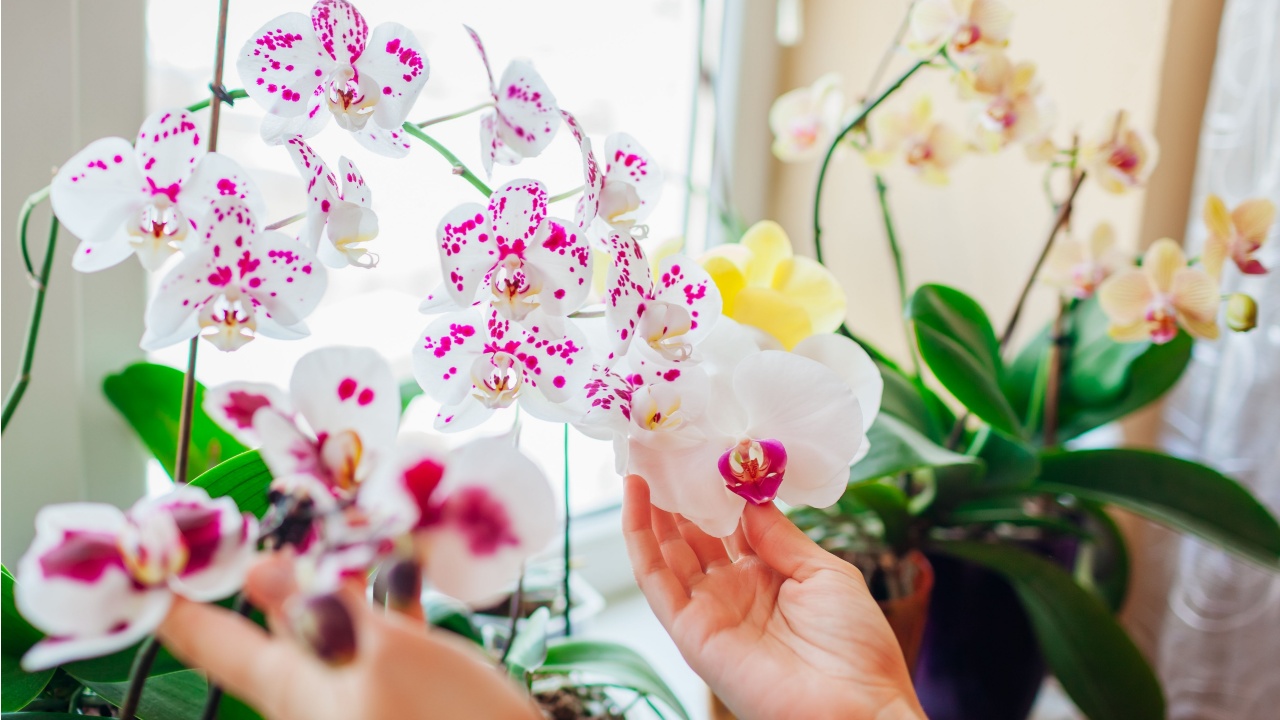 Woman enjoys orchid flowers on window sill. Girl taking care of home plants holding them in hands. White with purple dots, yellow blooms
