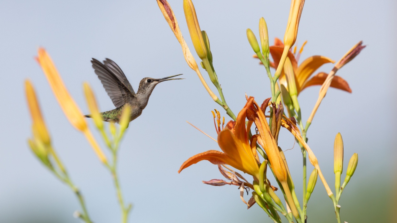 A female black chinned hummingbird hovers in front of a bright orange daylily with her pollen covered beak open in a chirp. 