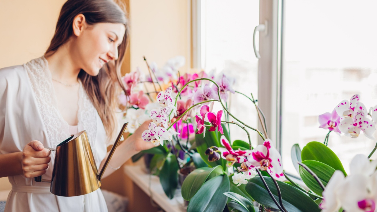 Woman taking care of orchids blooming on window sill. Girl gardener watering home plants and flowers with watering can.