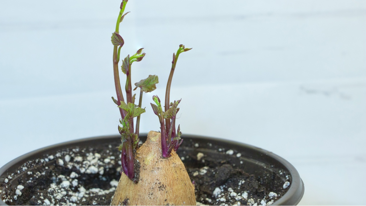 Sweet potato growing in the pot with new shoots and lush leaves indoor. Growing like decorative plant