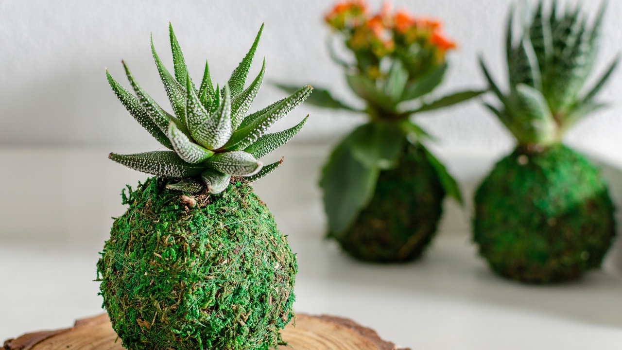 Selective focus on a kokedama of a succulent plant called Haworthia Fasciata. Kokedamas of an aloe and a Kalanchoe in the background.