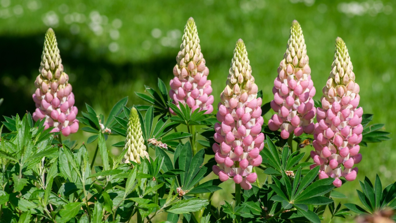 Lupinus polyphyllus large leaved lupine flowers in bloom, white pinke flowering tall ornamental wild plant in sunlight in the garden